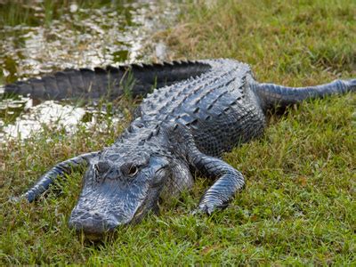 In the water, an alligator can reach a top speed of 20 mph. Can you really escape an alligator if you run in a zigzag ...