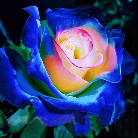 193 Best Blue Roses Images On Pinterest Beautiful Flowers Pretty