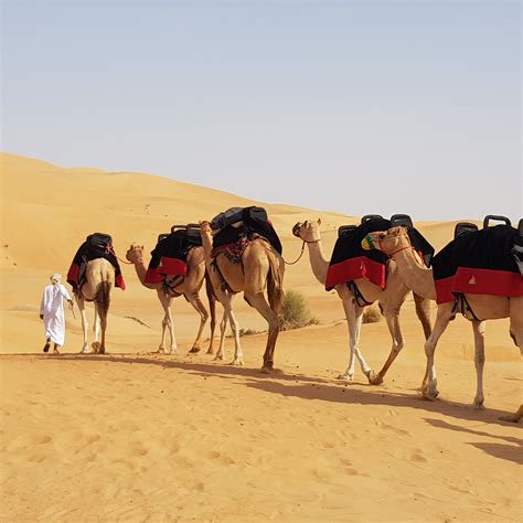 Camel Trekking In Dubai Abu Dhabi Camel Ride Arabian Adventures