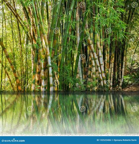 A Bamboo Plantation Reflection On Lake Stock Photo Image Of