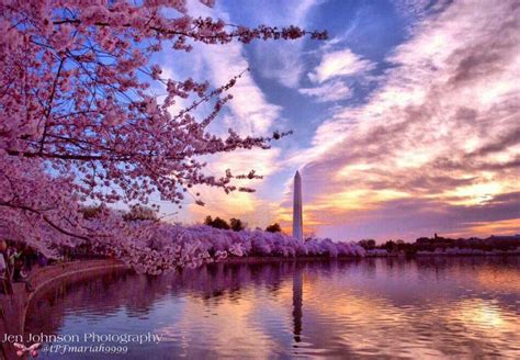 Cherry Blossom Sunrise In Washington Dc On April 12 Via James Spann