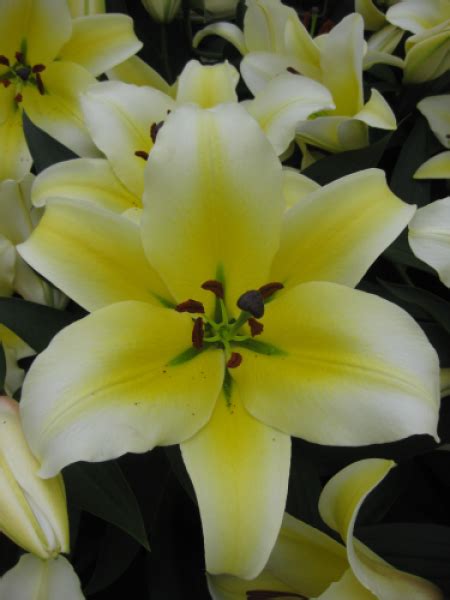 Buy Lily Bulbs Conca Dor Oriental Trumpet Lily Gold Medal Winning