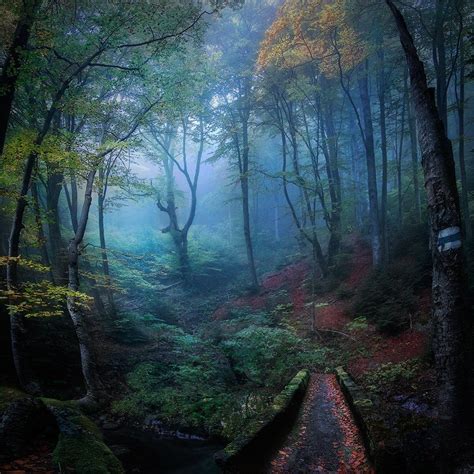 Enchanted Forestby Nikolai Alexieu Earth Pictures Forest