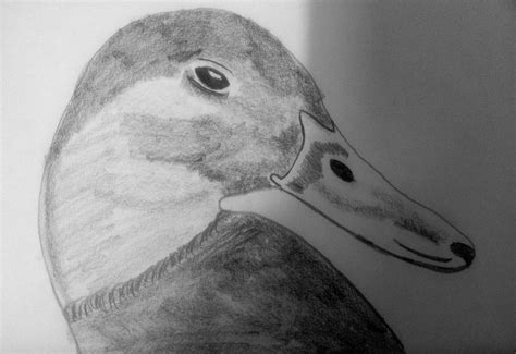My Drawing Of A Duck Bird Drawings Duck Illustration Art Animals