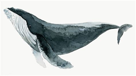 Watercolor Painted Humpback Whale Transparent Png Premium Image By