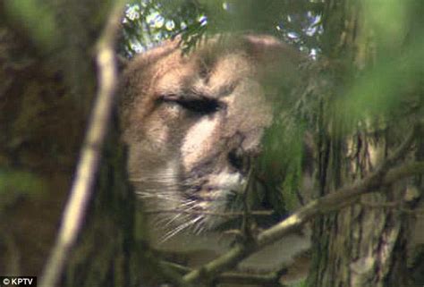 What Was Wrong With A Zoo Outrage In Oregon As Cougar Spotted In
