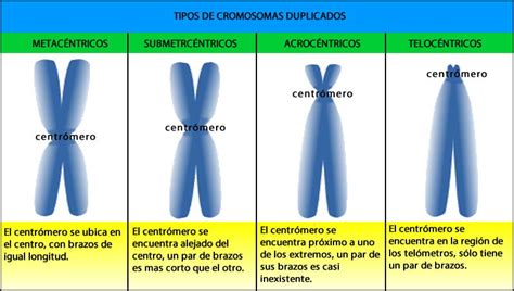 Top 17 Mejores Tipos Cromosomas Segun Posicion Centromero En 2022