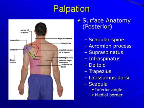 Ppt History And Physical Examination Of The Shoulder Powerpoint