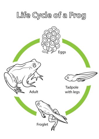 When autocomplete results are available use up and down arrows to review and enter to select. Life Cycle of a Frog coloring page | Free Printable ...