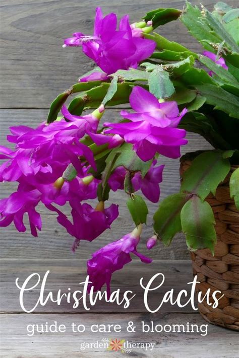 How to care for holiday cactus plants. How to Get Your Christmas Cactus to Bloom! | Hybride