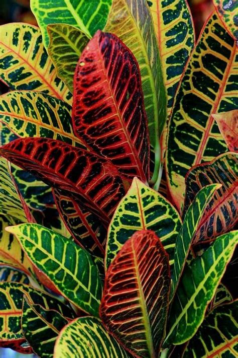 How To Care For Your Croton Plant Plants Small Gardens Foliage Plants