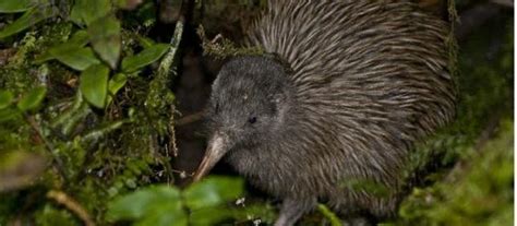 Kiwi d'Okarito - Espèces menacées et animaux en voie de disparition