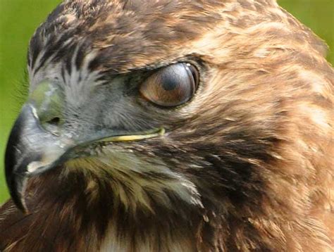 Do Birds Blink? | Bird Spot