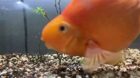 Polar Blue Parrot Cichlid And Fry Youtube