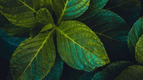 Desktop Wallpaper Green Leaves Close Up 4k Hd Image Picture