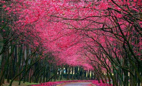 Most Magnificent Trees From Around The World Hafacs