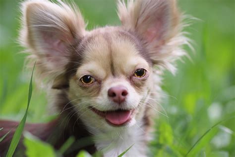 Download Animal Chihuahua HD Wallpaper
