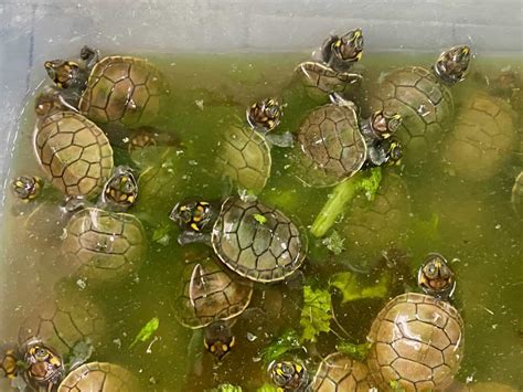 Thousands Of Baby Yellow Spotted River Turtles Released In Peru