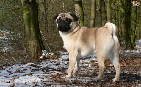 10 of the most popular small dog breeds within the UK ...