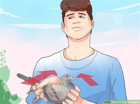 How To Hold A Racing Pigeon Uk Pigeon Racing