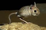 Pictures of Rodent Kangaroo