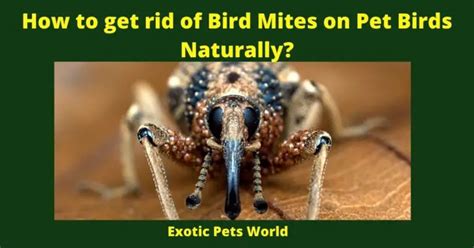 How To Get Rid Of Bird Mites On Pet Birds Naturally Pet Bird