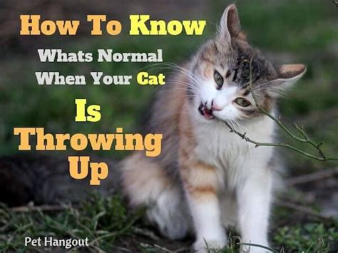 Due to a cat's daily grooming routine, it is normal that it will ingest a lot of hair which will sometimes be expelled through vomiting. How To Know Whats Normal When Your Cat Throws Up | Cat ...