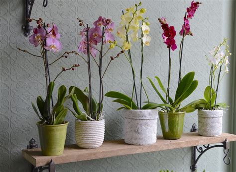 Orchid Plants Kensington Flowers