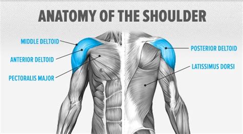16 Shoulder Exercises