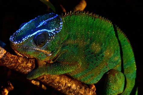Chameleon Bones Glow In The Dark Even Through Skin