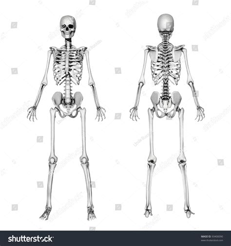 The bones of the back, together, make up the vertebral column. Bones Of Female Back / Female Medical Skeleton Showing Spine And Hip Bone Stock ... : It runs ...