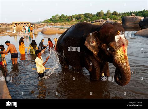 Indian Man Bathing The Tame Laxmi Elephant At Tungabhadra River Hampi