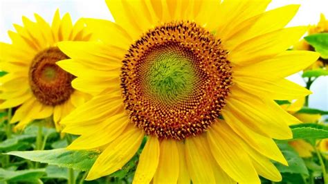 Here are only the best sunflowers wallpapers. Sunflower Full HD Wallpaper and Background Image ...