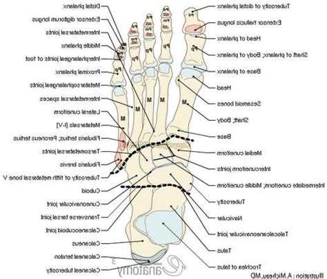 Structure Of Foot Bones Human Foot Bone Structure Anatomy Of Bones In