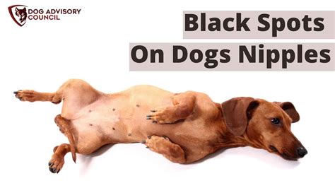 Black Spots On Dogs Nipples When To Worry About It Dog Advisory