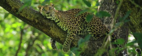 Go Wild 7 Wildlife Hotspots In Thailand Responsible Thailand