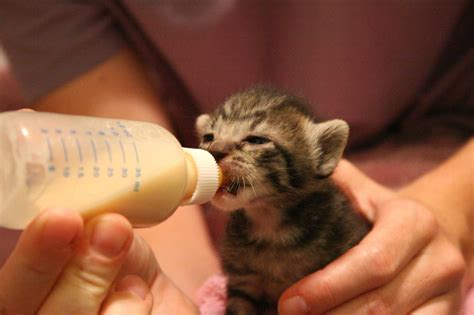 Your kitten is totally dependent on her mommy cat for the first three or four weeks, but they'll want to start using those new teeth as soon as they get them! How to Bottle-Feed a Newborn Kitten