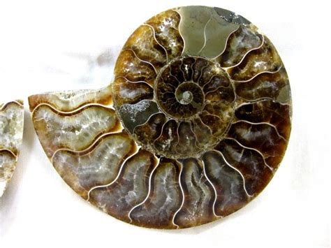 It is a story of connection, something we all seek, even after our lives seem to have made it impossible to find. Madagascar Small Sliced Ammonite #13 - Indiana9 Fossils
