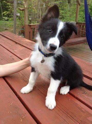 Your puppy is waaaay smarter than other puppies. Puppies Border Collie (males) ABCA for Sale in Titusville ...
