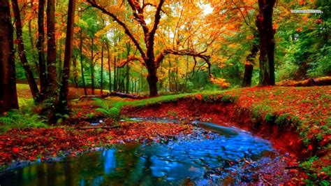 Small Stream In Autumn Forest Download Hd Wallpapers And Free Images