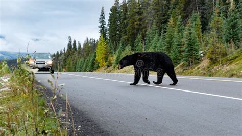 Bear Crossing The Road Stock Photo Image Of National 179621294