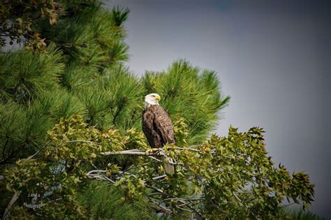 Pin By Joe Corning On Wild Life Of Delmarva Bald Eagle Wildlife