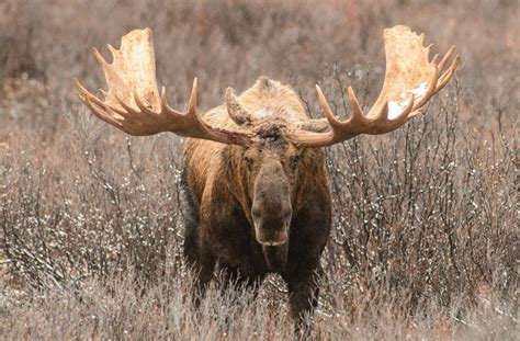 Moose On The Loose Alaska Magazine