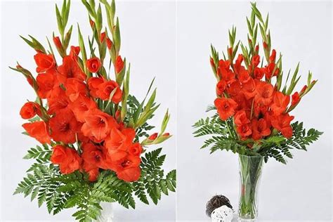 Cách Cắm Hoa Lay ơn đẹp Cho Ngày Tết 2021 Báo Nông Nghiệp Cosy