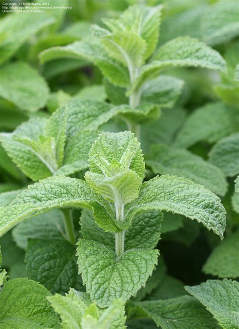 Plantfiles Pictures Apple Mint Egyptian Mint Round Leaved Mint