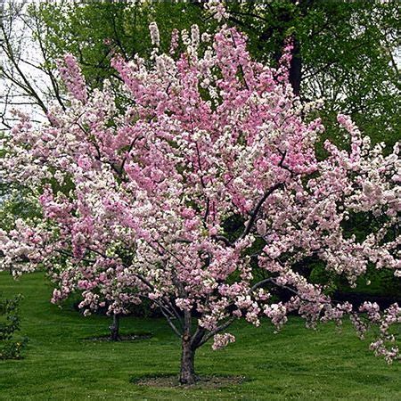 Hot sale artificial chinese crabapple flower tree decorative tree for home outdoor decor. Robinson Crabapple Tree | Fast growing trees, Growing tree ...