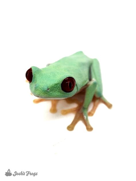 Panamanian Red Eyed Tree Frog Agalychnis Callidryas Captive Bred