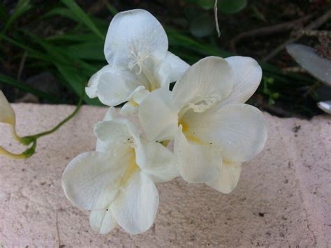 Top 10 most pleasant smelling flowers. nice smelling flowers | Smelling flowers, Plant life, Plants