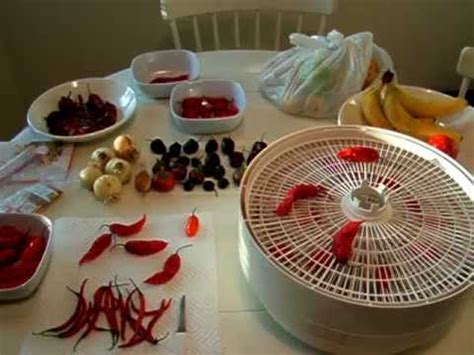 Poblano peppers range in heat level from quite spicy to rather mild, and there's no way to know what you're getting until you take a bite. Dehydrating hot peppers! - YouTube