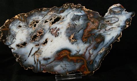 Petrified wood (from the latin root petro meaning 'rock' or 'stone'; Beautiful Hubbard Basin Petrified Wood - 11.5x6" For Sale ...